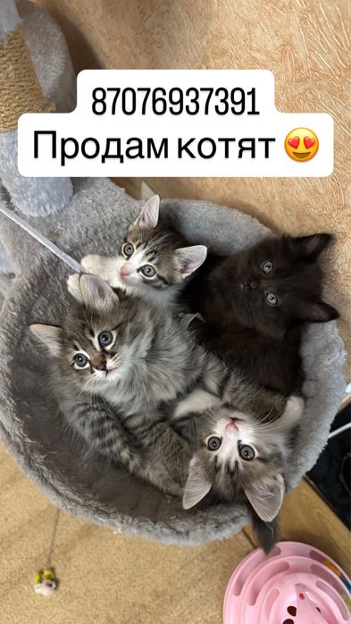 Продам котят маленьких