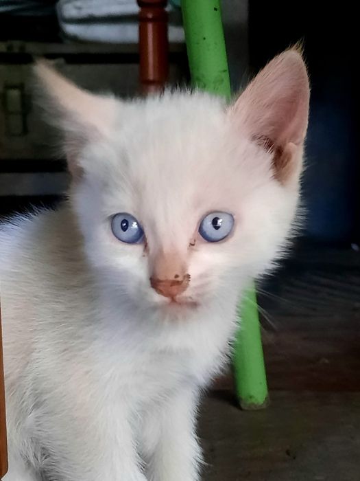 Отдам котят в добрые руки.