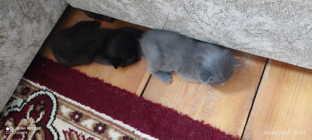 Продаются чистые шотландские вислоухие котята