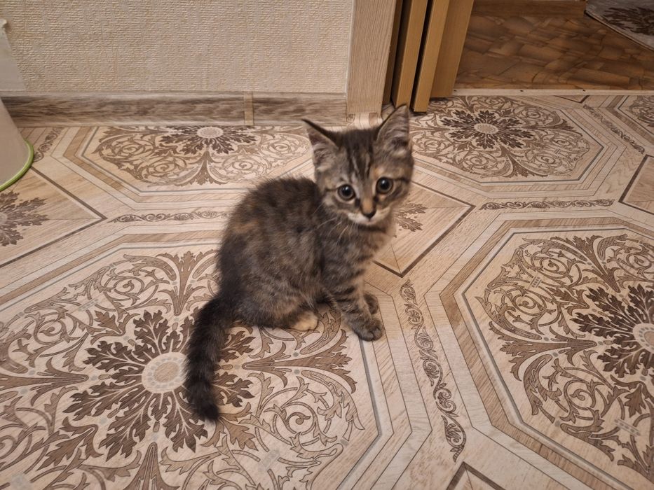 Отдам котёнка (кошка)
