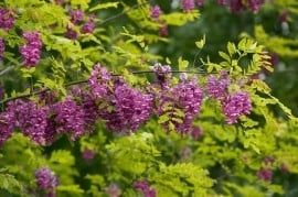 Pomi Oramentali (Salcam Roz )