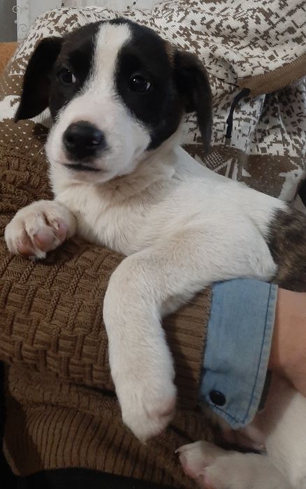 Отдам щенков только в добрые руки.