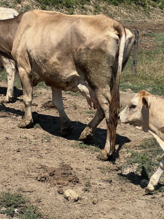 De vanzare o vaca, o juninca si 2 vitele