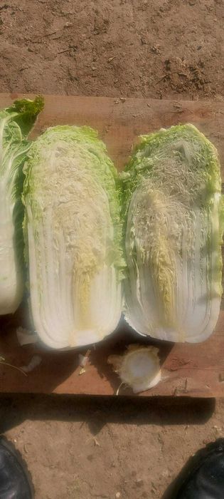 Пекинская капуста