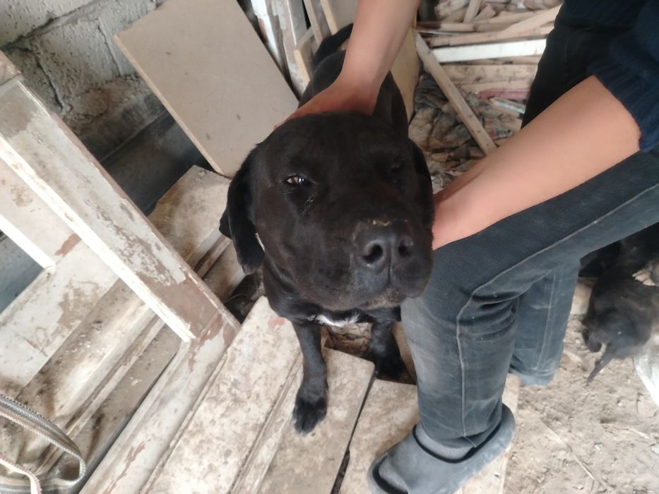 Lablador bolalari bilan