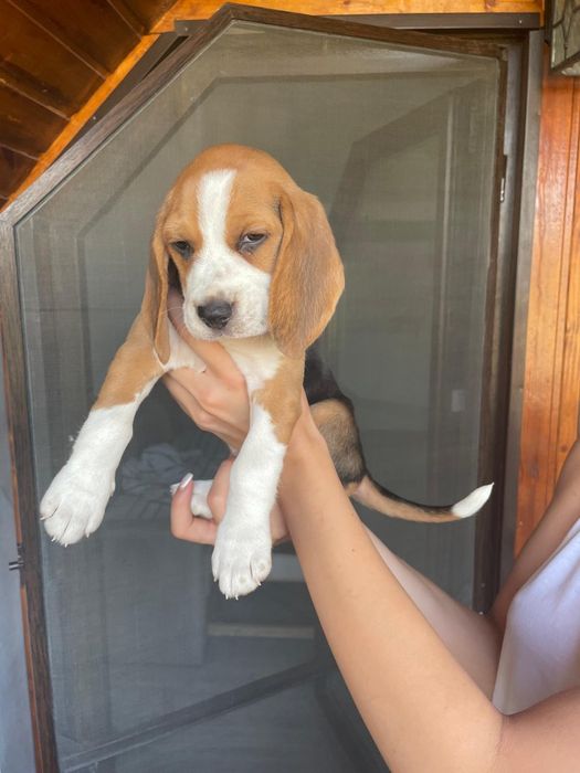 Beagle tricolor de top pedigree