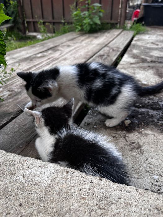 Donam pisici mici care isi cauta familie.