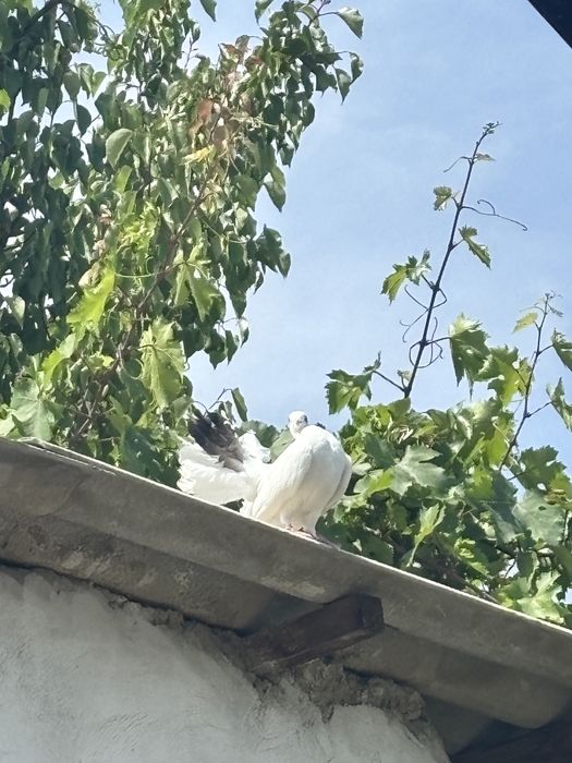 Павлин голубь. Домашние белые .