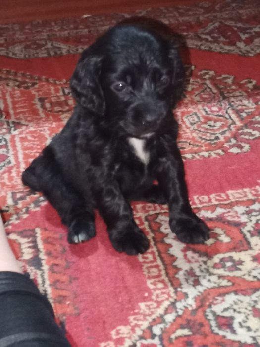 Продаю щенят породы Кокер-Спаниель.