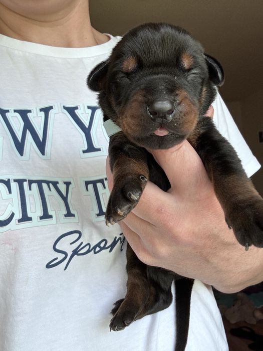 Cățeluș Doberman cu pedigree.