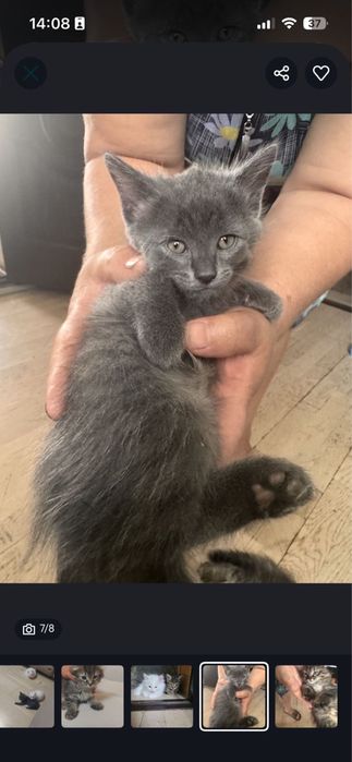 Котята 2 месяца малышам