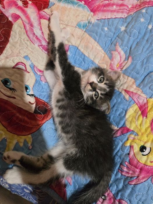 Отдам котят в добрые руки