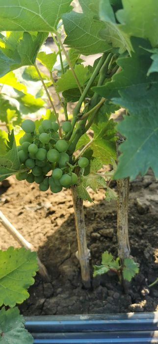 Plante Vita de Vie