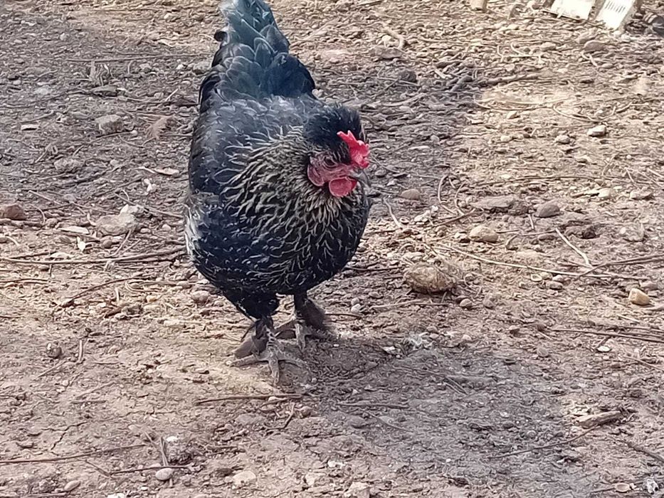 Vând cocoși și găinușe pitice