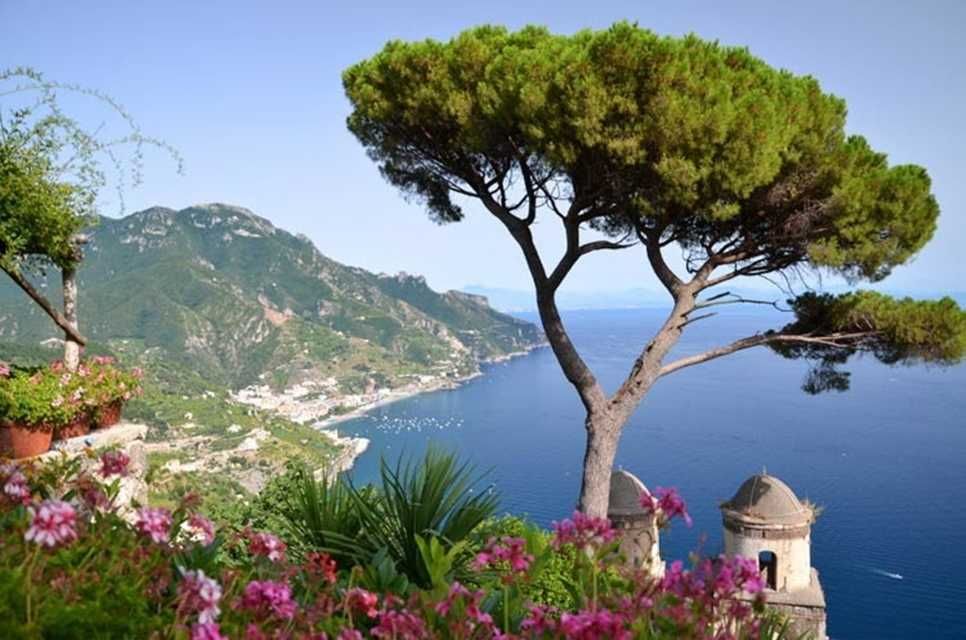 Pinus Pinea (средиземноморски бор)