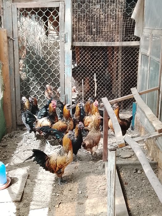 Петушки  лакиданзии