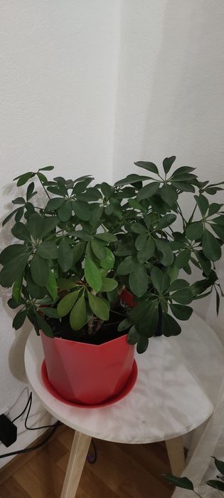 Продам   шеффлеру