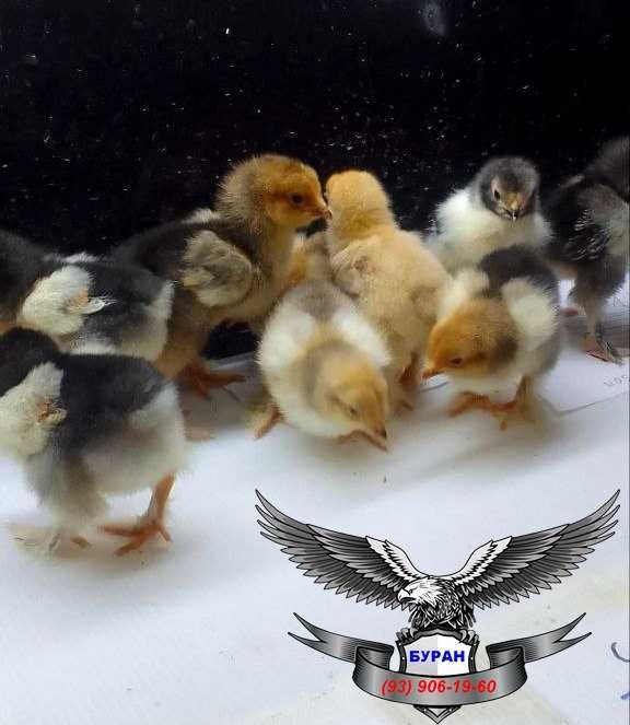 Брама тёмный пух точкалик жужалар сотилади.