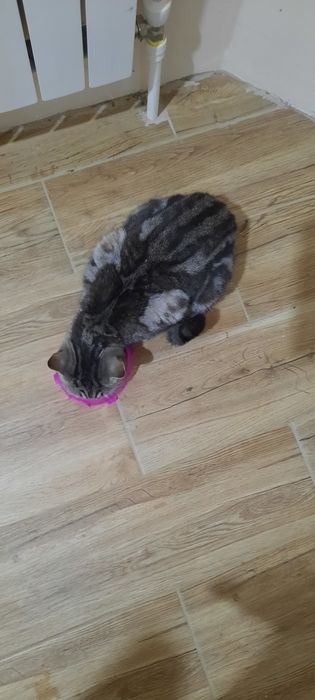 Шотландская  порода