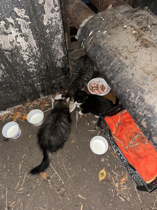 Котятам нужна помощь