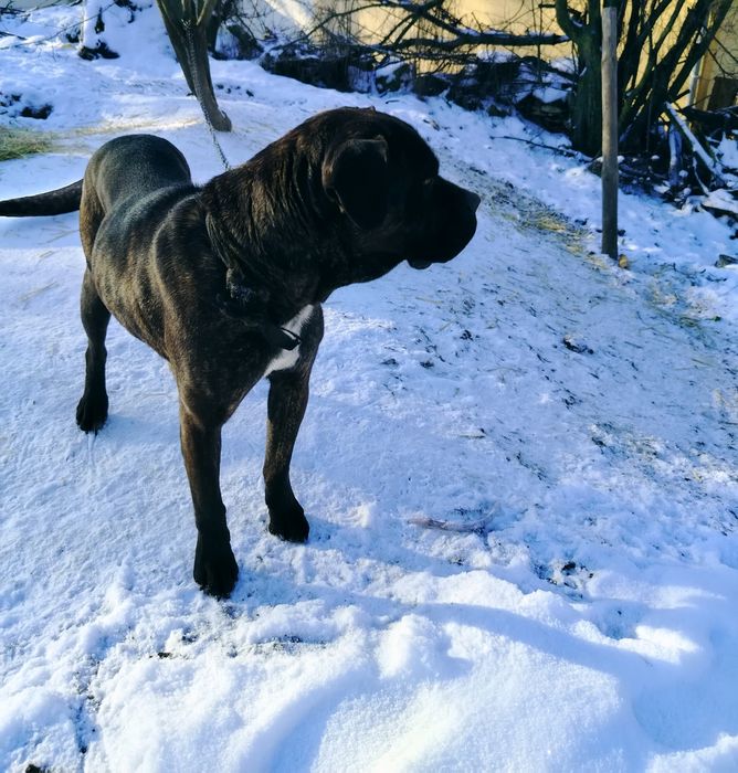 Продавам Кане Корсо