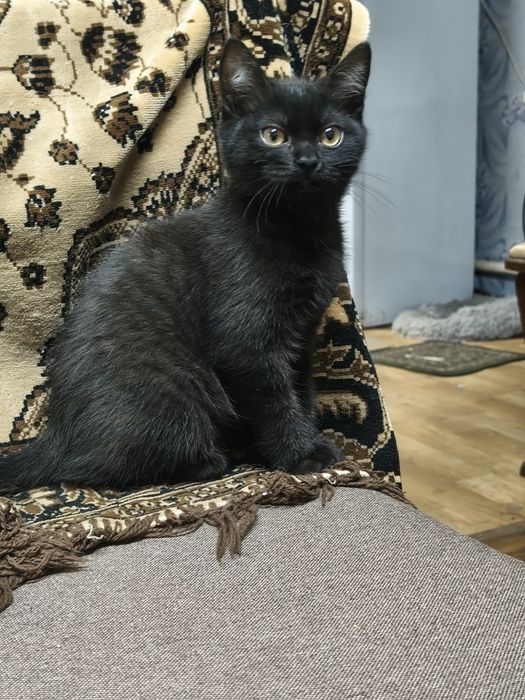 Котята даром в добрые руки