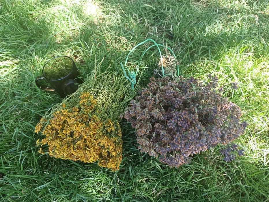 Душица (орегано) сушёная (пучками)