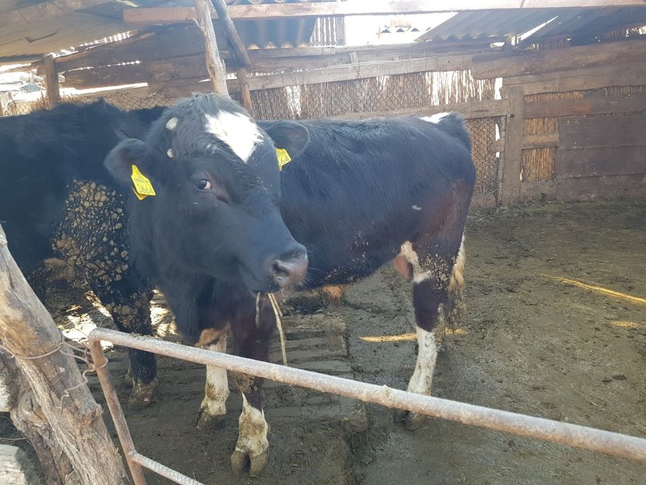 Viței de vânzare 4-5 Viței