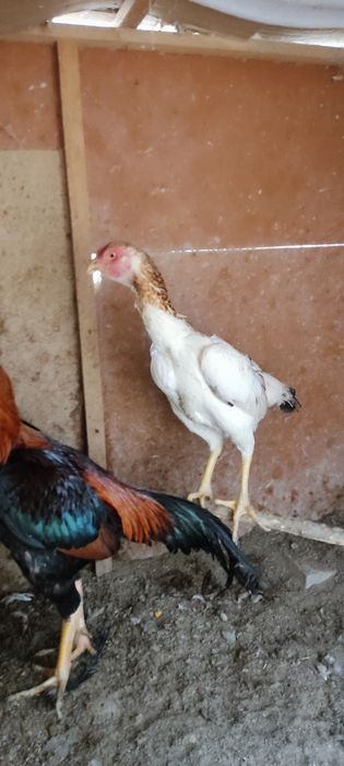 Сотилади икаласи мокийон тухум да