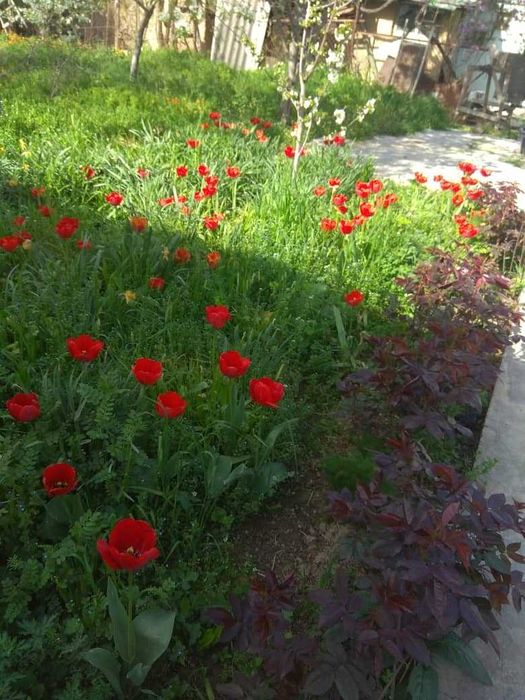 Продается земельный участок с жилым домом