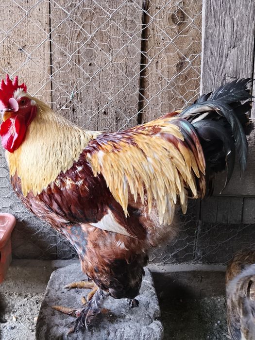 Cocoș Încălțat 11