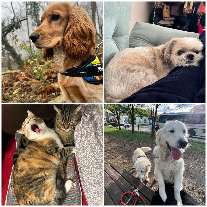 Pet sitting pentru lăbuțe fericite și inimi liniștite