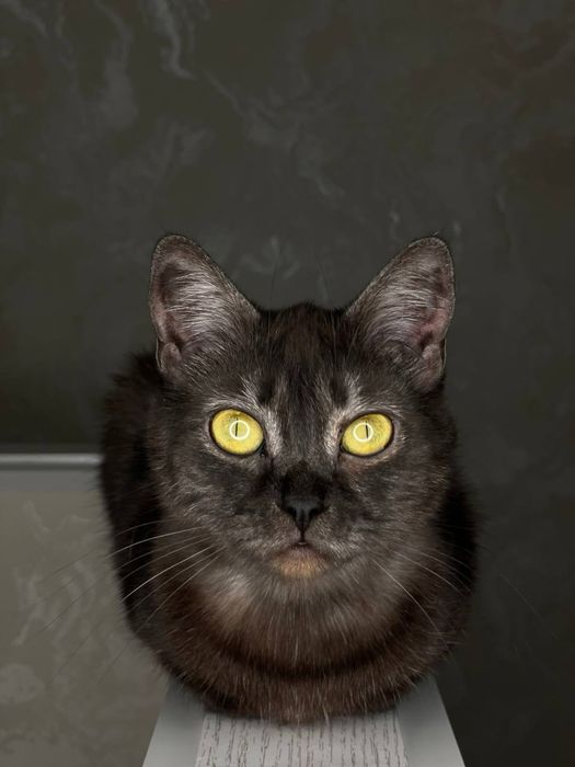 кошечка ищет дом