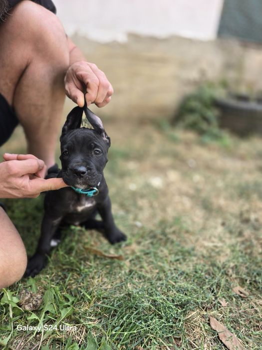 Кане Корсо/Cane Corso