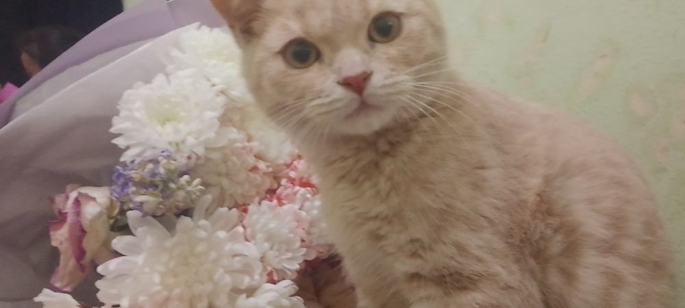 Золотая шиншилла