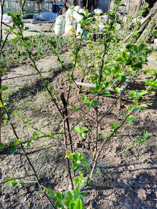 Саженцы яблони сорт Мельба