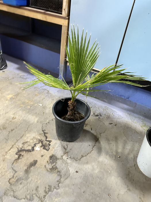 Продается фикус цветок и пальма