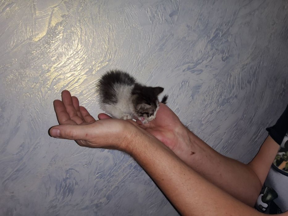 Котёнок в добрые руки