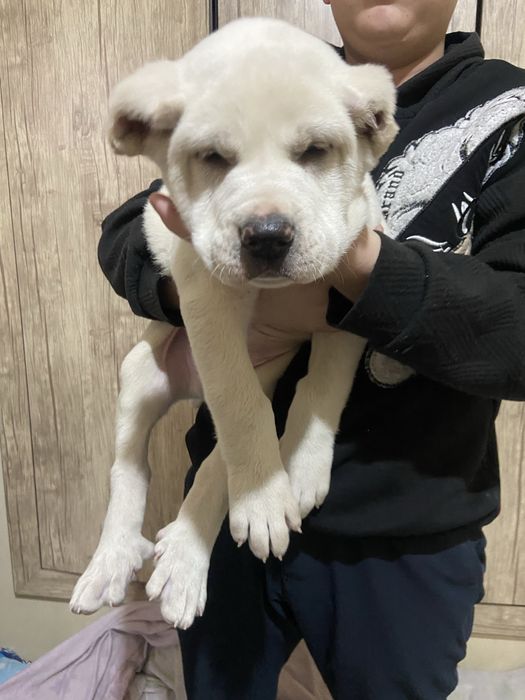 Продается шенок алабая