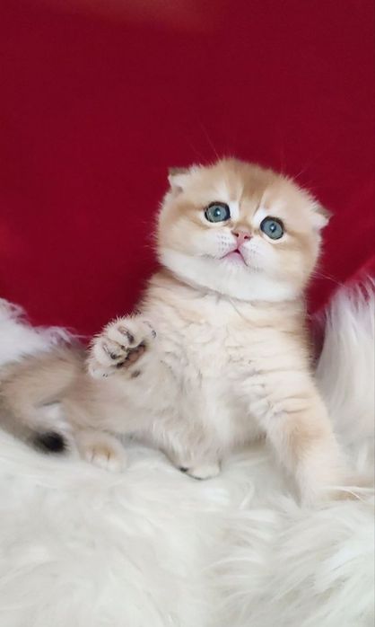 Скотиш фолд мальчик золотая шиншилла