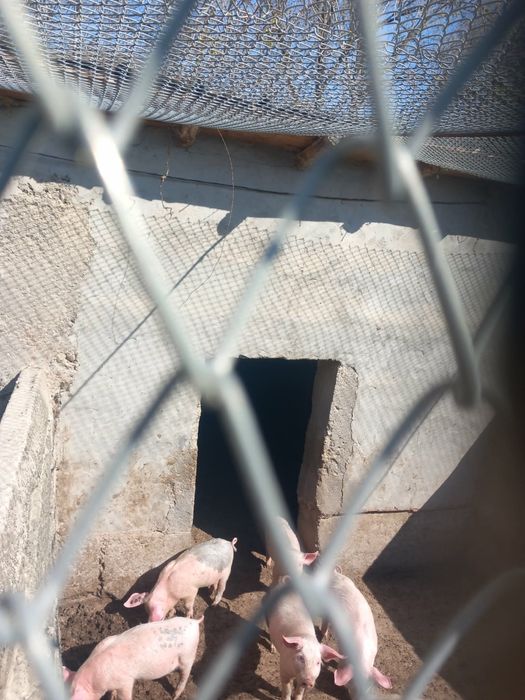 Продавам прасенца