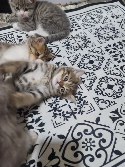 Shatlan tikin disayam boladi