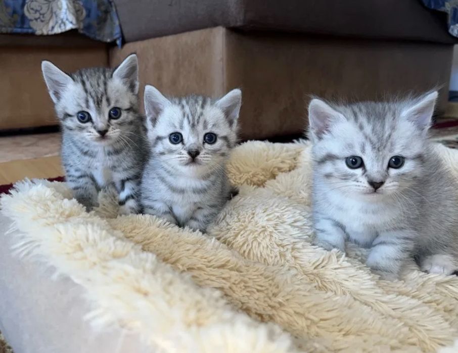 Шикарненькие Ребята