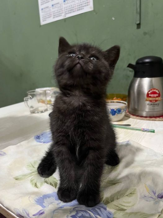 Продаётся котёнок британец девочка