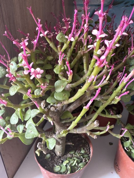 Продам комнатные растение