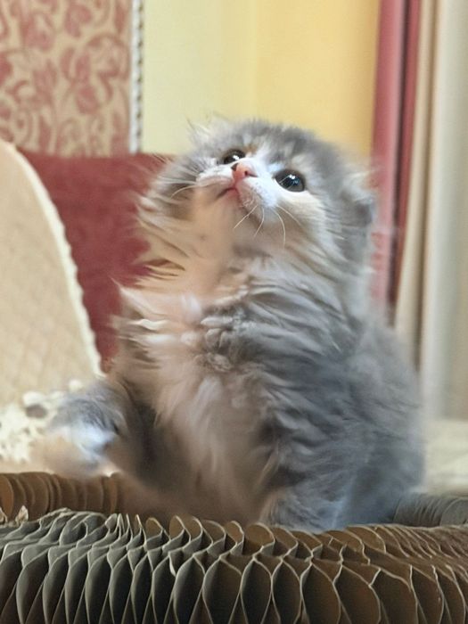 Шотландские длинношерстные  малыши