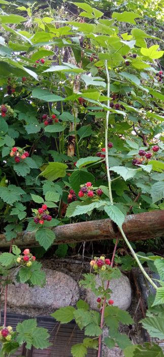 Продам дачу СТ Звезда