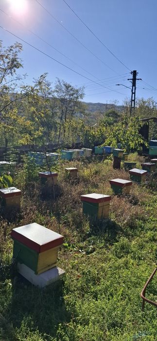 Vand familii de albine