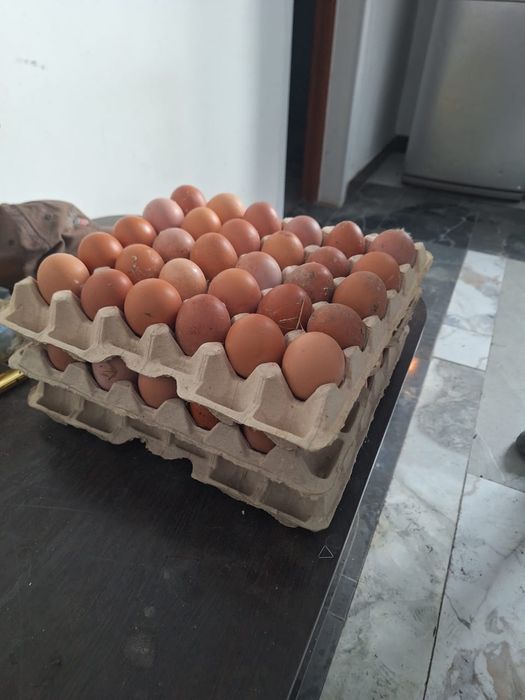 Куры несушки годовалые