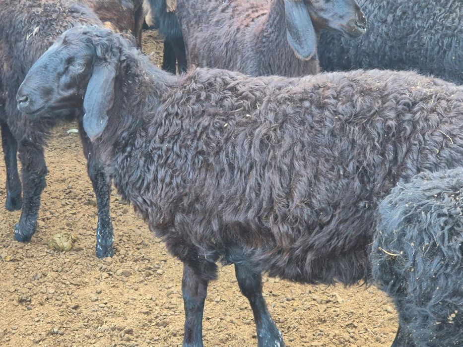 Кошкарлар гиссар